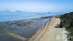 2018來去烈嶼拔芋頭