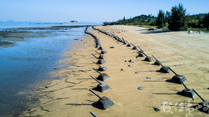 2018來去烈嶼拔芋頭