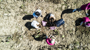 2018來去烈嶼拔芋頭