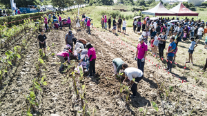 2018來去烈嶼拔芋頭