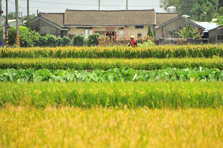 農村與我