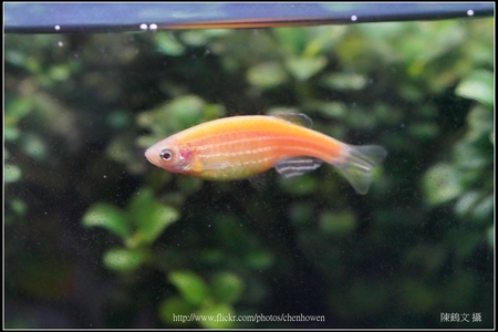 德國 LEICA 徠卡 鏡頭 攝影集