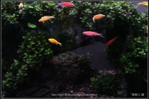 螢光斑馬魚_0005_Fluorescent Zebrafish.jpg