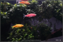 螢光斑馬魚_0003_Fluorescent Zebrafish.jpg