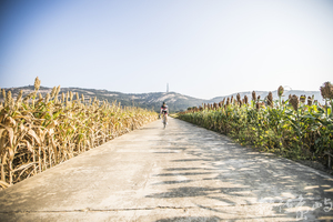 藝起尋風 遊樂金沙 單車穿越高粱田 微醺穿越沙尾八卦老街
