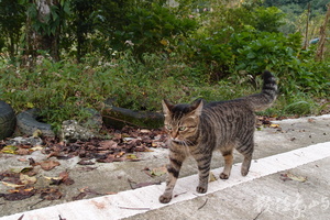 20191031拍攝於赤柯山 (9).JPG