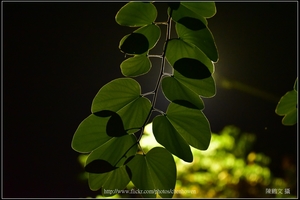 羊蹄甲樹枝和樹葉逆光_03_good