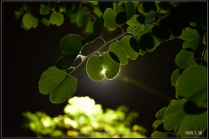 羊蹄甲樹枝和樹葉逆光_06_good