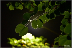 羊蹄甲樹枝和樹葉逆光_04