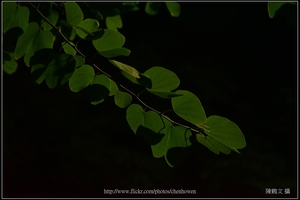 羊蹄甲樹枝和葉片剪影