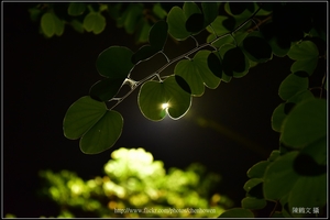 羊蹄甲樹枝和樹葉逆光_07