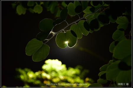 康泰時 CONTAX 蔡斯鏡頭 攝影集