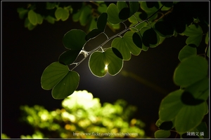 羊蹄甲樹枝和樹葉逆光_05_good