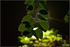 羊蹄甲樹枝和樹葉逆光_01_good