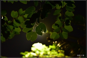 羊蹄甲葉片逆光_Part 01_02