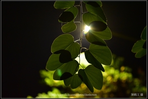 羊蹄甲樹枝和樹葉逆光測試