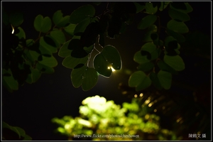 羊蹄甲葉片逆光_Part 02_01