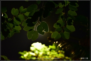 羊蹄甲葉片逆光_Part 02_02