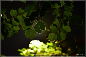 羊蹄甲葉片逆光_Part 01_03_葉片周圍有光透