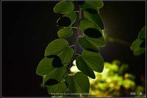 羊蹄甲樹枝和樹葉逆光_02_good