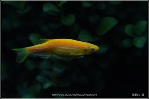 螢光斑馬魚_0359_Fluorescent Zebrafish.jpg