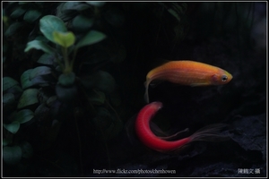 螢光斑馬魚_0368_Fluorescent Zebrafish.jpg