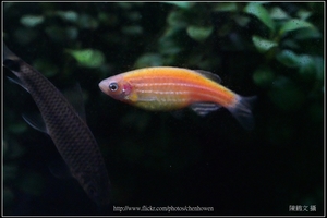 螢光斑馬魚_0354_Fluorescent Zebrafish.jpg
