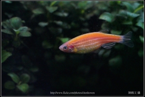螢光斑馬魚_0356_Fluorescent Zebrafish.jpg