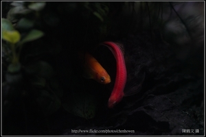 螢光斑馬魚_0369_Fluorescent Zebrafish.jpg