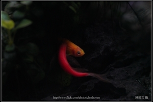 螢光斑馬魚_0372_Fluorescent Zebrafish.jpg