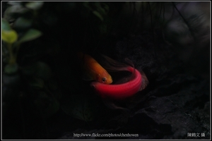 螢光斑馬魚_0370_Fluorescent Zebrafish.jpg