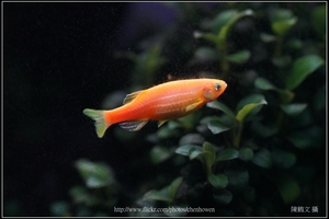 螢光斑馬魚_0378_Fluorescent Zebrafish.jpg