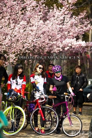 騎單車運動外掛賞賞櫻花