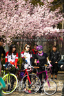 騎單車運動外掛賞賞櫻花