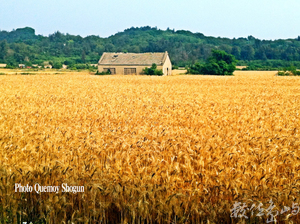 金門黃金小麥田