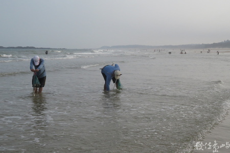 20160603浯島全民刮蛤運動拍拍（后湖海岸線）