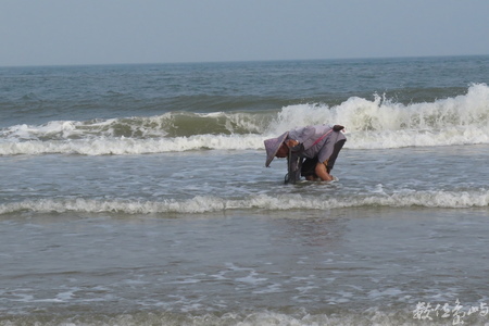 20160603浯島全民刮蛤運動拍拍（后湖海岸線）