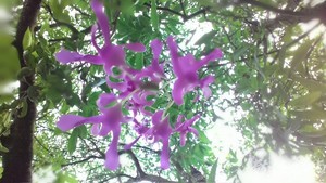 20160629拍攝於美濃