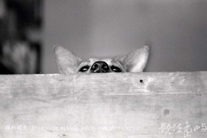 猶抱疑慮半遮臉