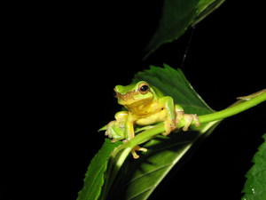 正在練瑜珈的中國樹蟾