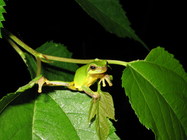 正在練瑜珈的中國樹蟾