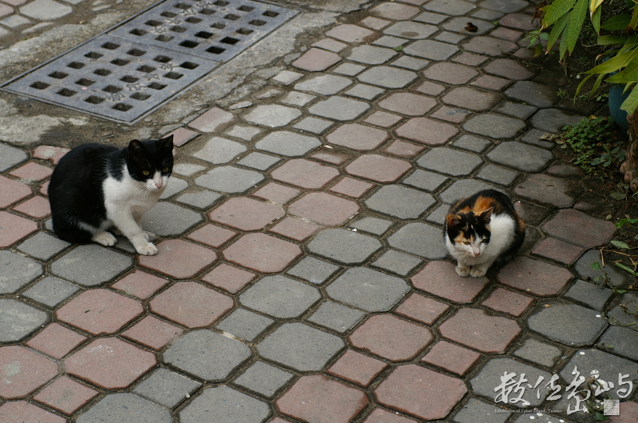 安平の猫たち