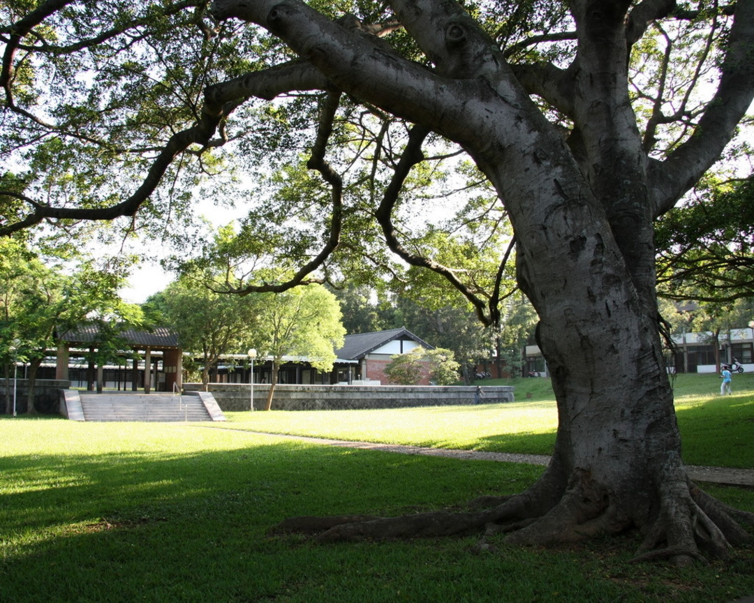 樹與理學院