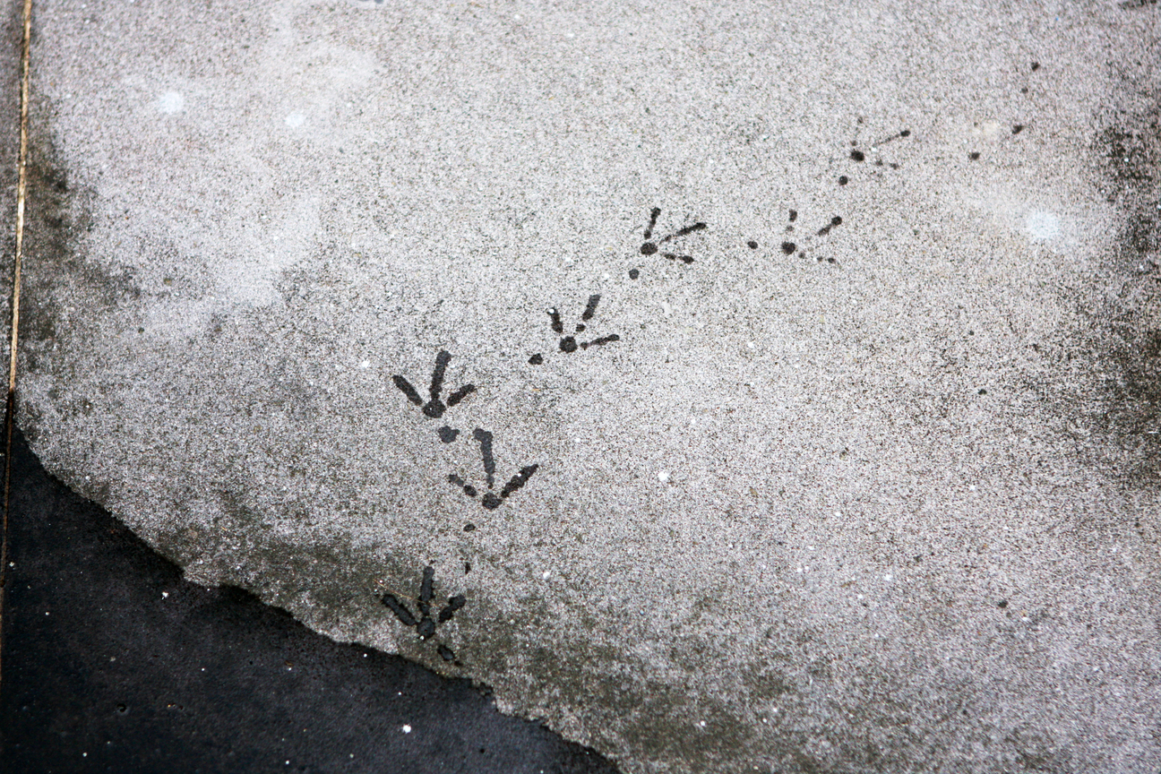 鴿子的輕盈上下