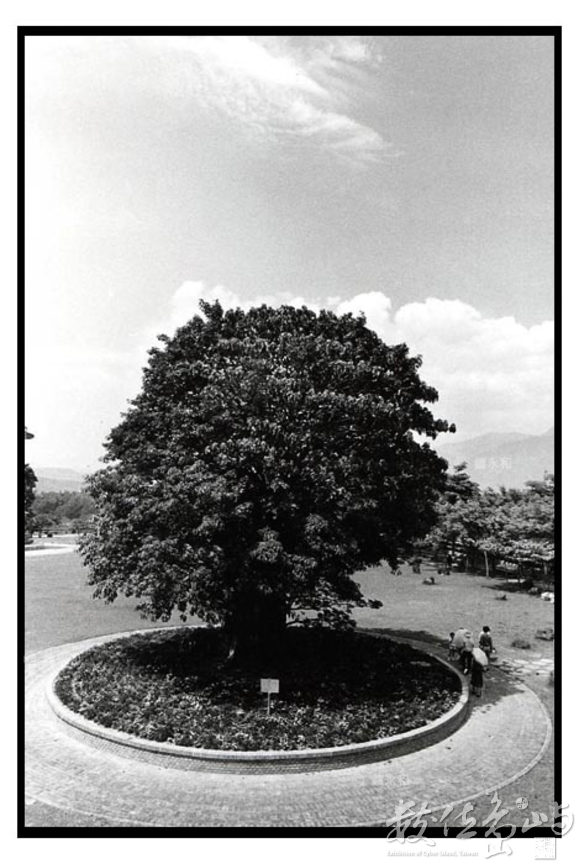 樹 鐘永和 數位島嶼