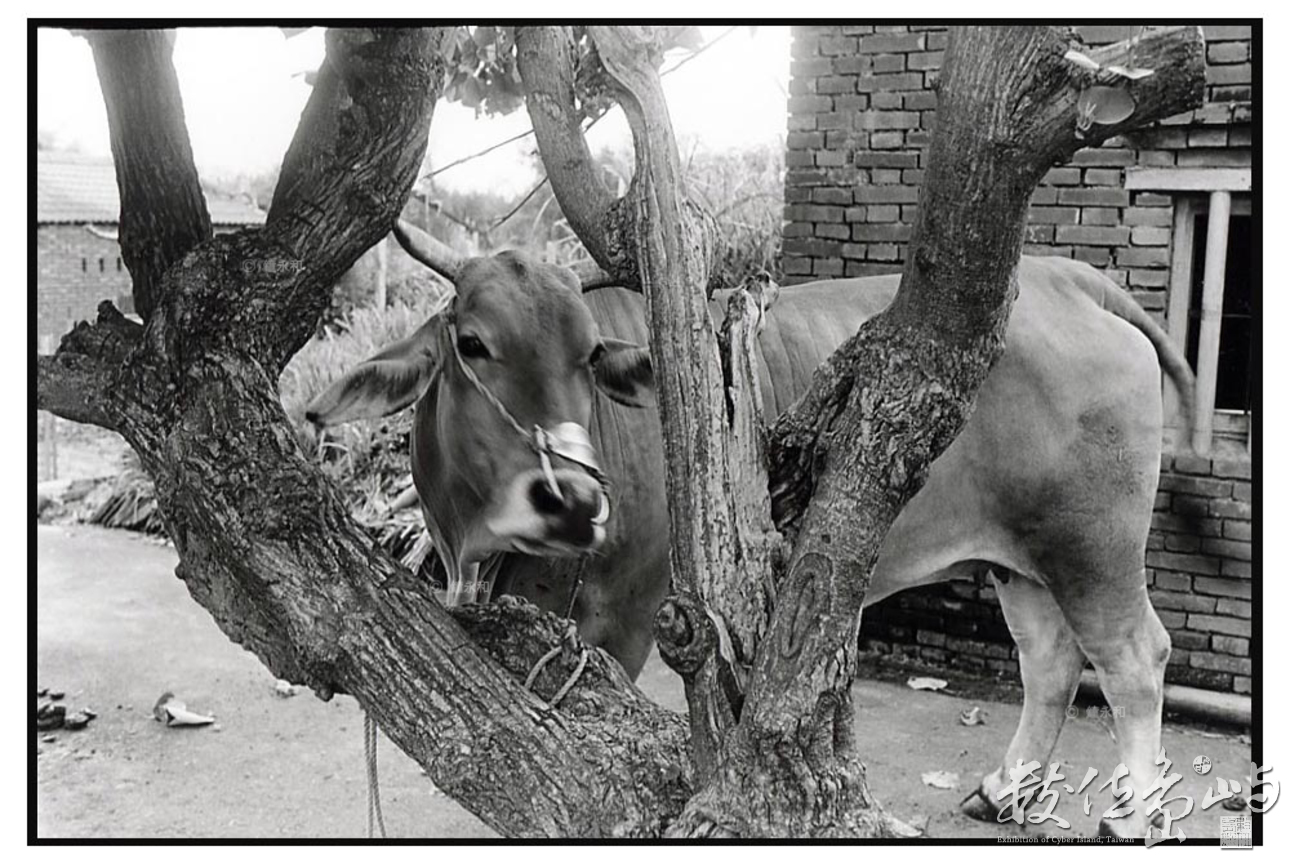 樹下黃牛