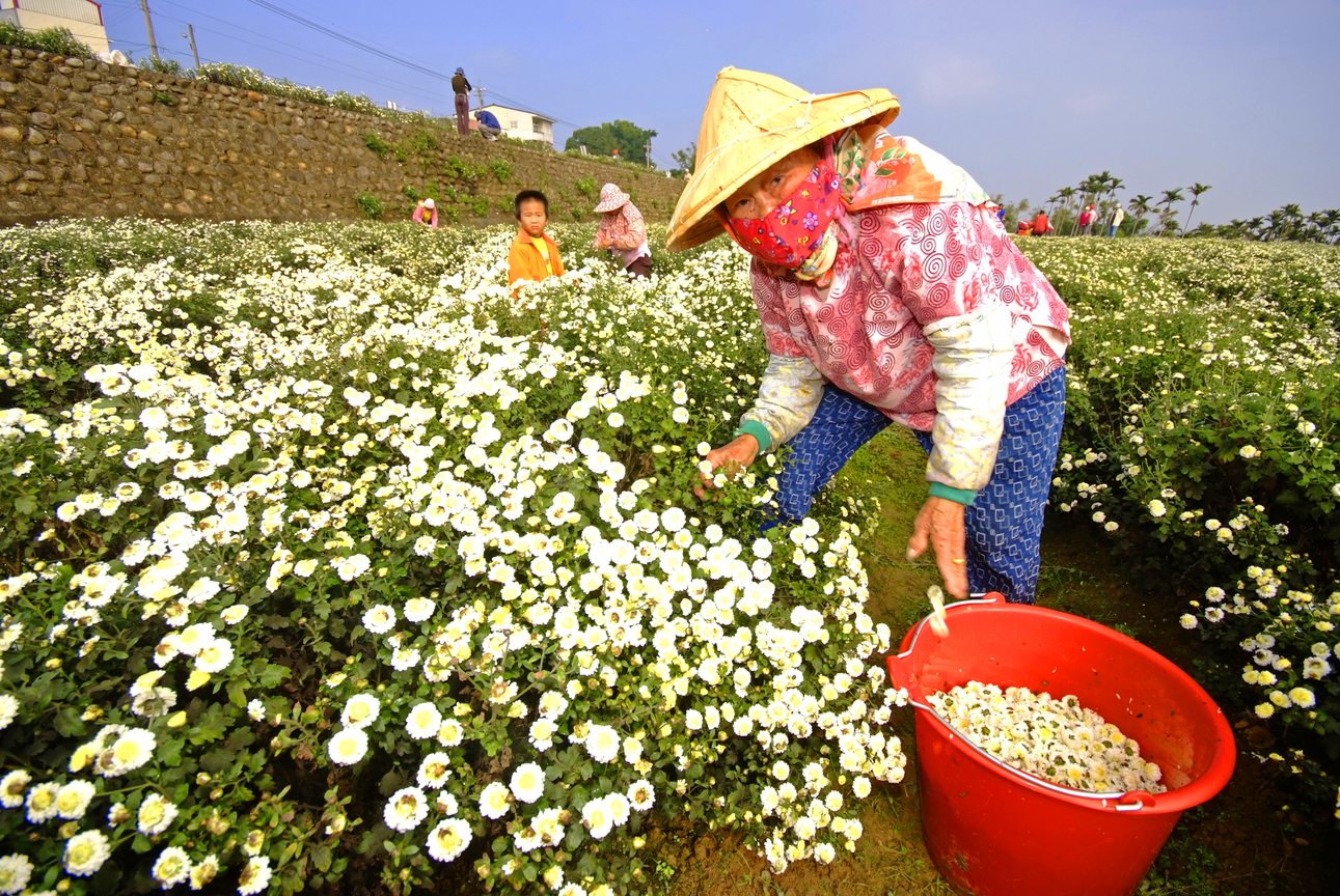 苗栗縣銅鑼鄉－杭菊採收