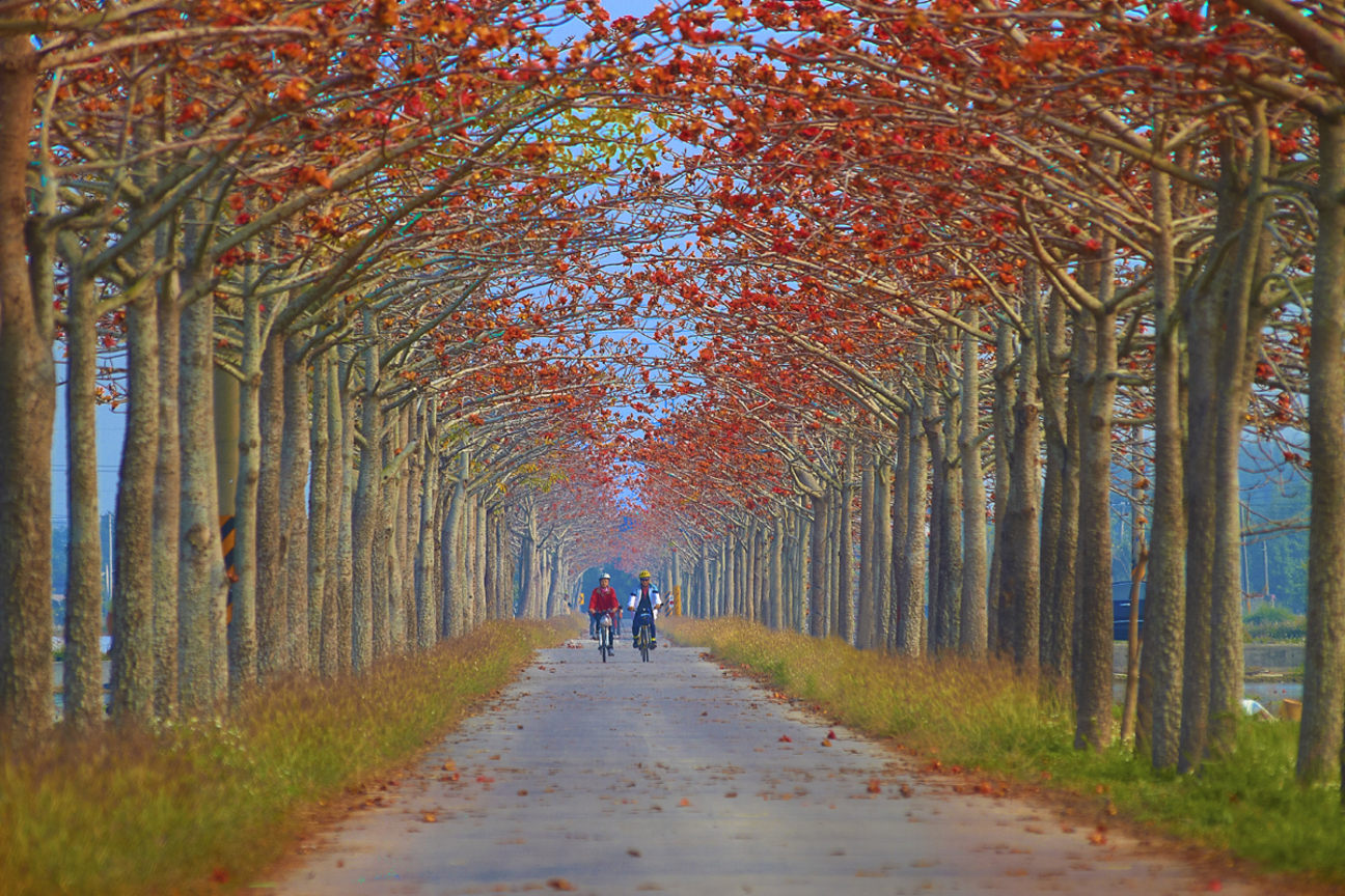 台南白河 - 林初埤木棉道