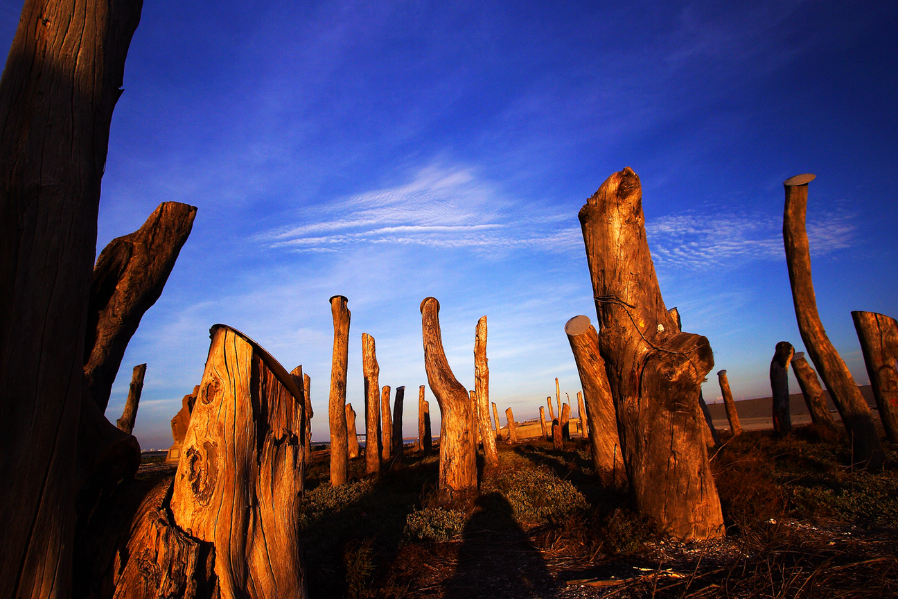彰化縣福興鄉-漂流木景觀