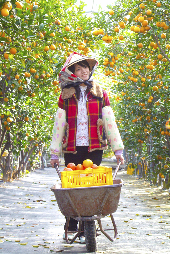 彰化縣大村鄉－柑橘採收